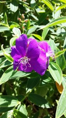 Purple Pleroma flower in Florida zoological garden, closeup
