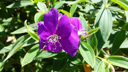 Beautiful purple pleroma flower in Florida zoological garden, closeup 