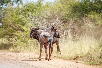 Two Blue wildebeest on the road.