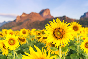 Field of blooming sunflowers on a background mountain