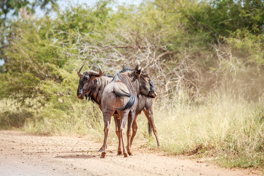 Two Blue wildebeest on the road. © simoneemanphoto