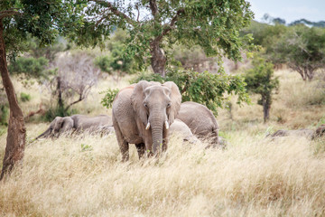 Obraz premium Elephant standing in high grass.