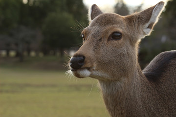 奈良　鹿