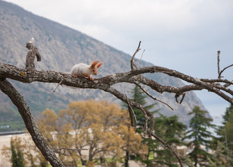small furry red squirrel without a foot on a branch on a background of trees in high quality