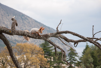 small furry red squirrel without a foot on a branch on a background of trees in high quality © Subtropicals