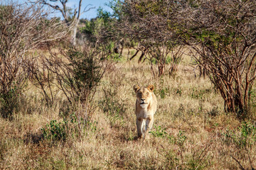 Obraz na płótnie Canvas Lion walking towards the camera.