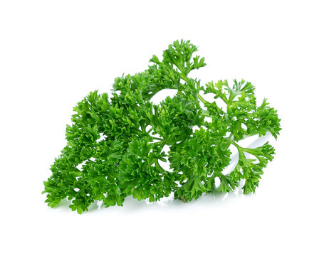 parsley isolated on the white background.