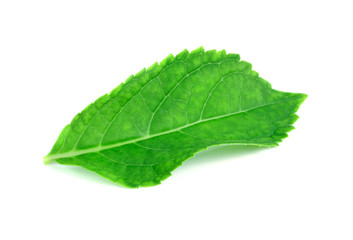 Fototapeta premium Green leaf on white background