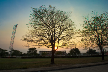 Obraz premium tree with silhouette 