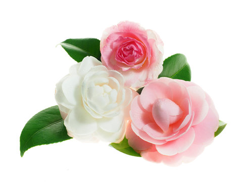 Extreme Depth of Field Photo of Pink and White Camellias Isolated on White