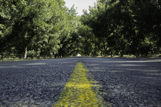 Road In Pecan Grove 