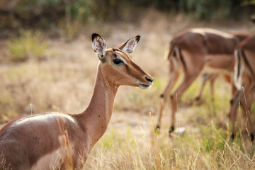 Close up of a female Impala.