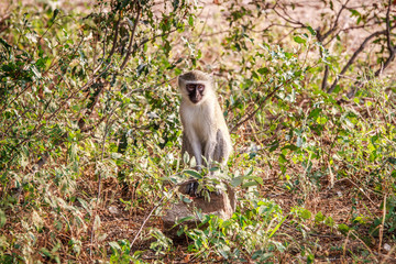 Vervet monkey sitting on a rock.