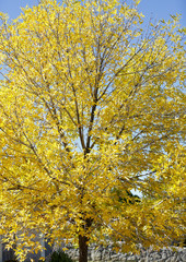 Yellow leaves