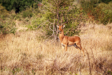 Male Impala starring at the camera.