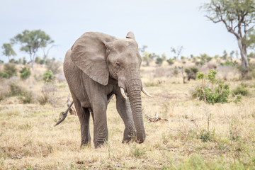 Fototapeta na wymiar Elephant eating in the Kruger.