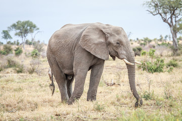 Fototapeta na wymiar Elephant eating in the Kruger.