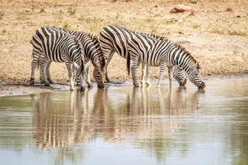 Obraz na płótnie Canvas Four Zebras drinking.