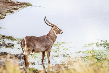 Male Waterbuck at a waterhole.