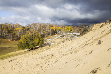 In autumn, trees on the hillside