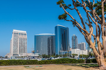 Obraz premium San Diego Embarcadero Skyline with convention center with coral trees.