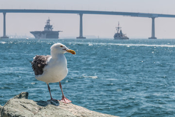 Seagull resting on rocks with the Coronado Bridge and military vessels in the background in San Diego, California.