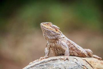 Bearded dragon on a rock.