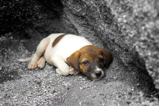 Homeless and hungry puppy abandoned stay at the hole