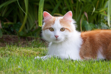Naklejka na ściany i meble Marcel, chat européen sur herbe.