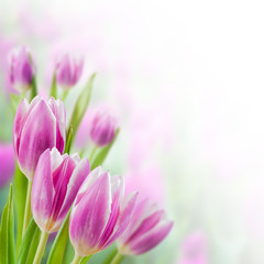 Fototapeta premium Spring Background with Tulip Flowers