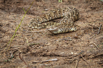 Puff adder feeding on a mouse.