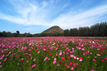 A landscape view of cosmos flower field (farm)