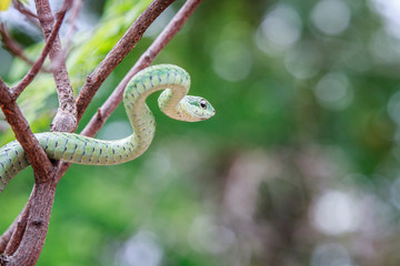 Green mamba on a branch.