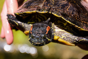 Common turtle Slider Trachemys scripta