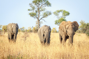 Elephants walking towards the camera.