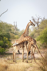 Two Giraffes fighting.
