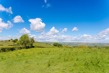 Fototapeta premium Spring Summer Rural landscape with a fileld in France, Burgundy