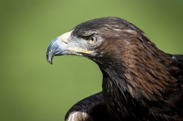 Eagl
