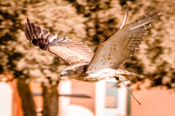 Prey bird