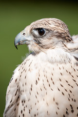 Falcon