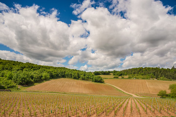 Fototapeta na wymiar Vineyards in Burgundy - Route de vins, France