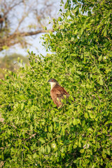 Burchell's coucal in a tree.