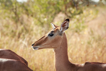 Side profile of a female Impala.