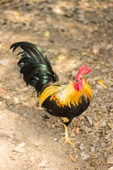 Thai Bantam Chicken, animal