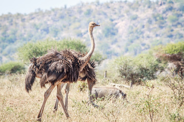 Ostrich walking in the grass.