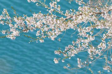 Fototapeta premium 昇竜湖と桜