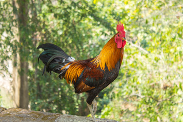 Thai Bantam Chicken, animal