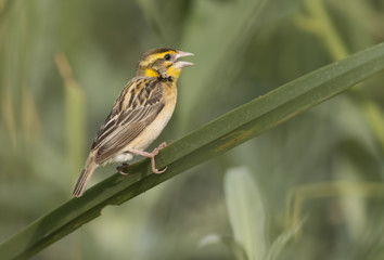 Black breasted weaver Bird