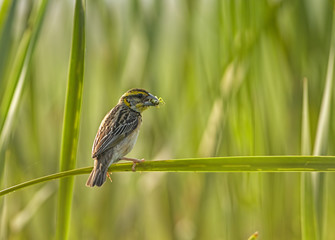 Black breasted Weaver Bird