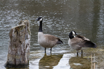 gooses